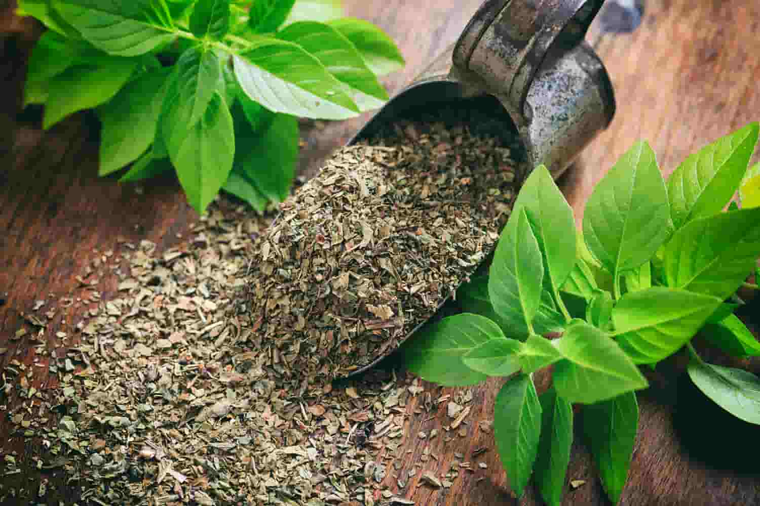 آویشن کوهی